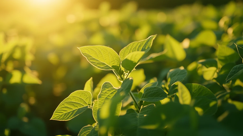 大豆绿叶田野黄金时段摄影