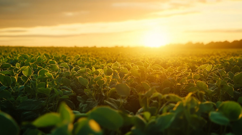大豆种植园黄昏景观