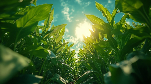 土壤视角下的茂盛高粱