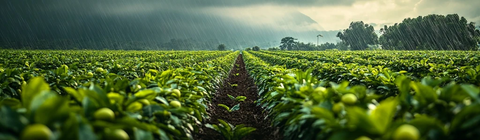雨天绿柠檬田生机勃勃