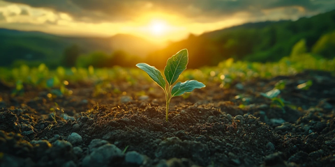 阳光下的幼苗发芽生长