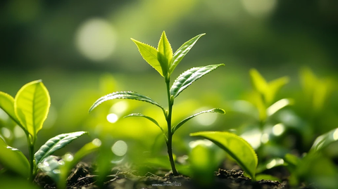 茶苗发芽绿意盎然