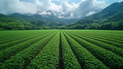 农业合作社田野全景