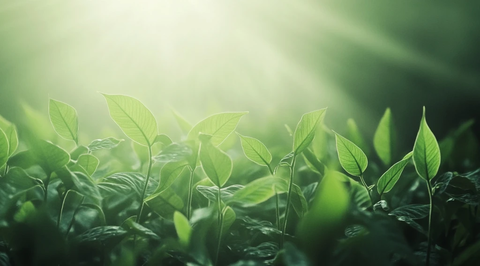 雾中大豆田阳光透叶