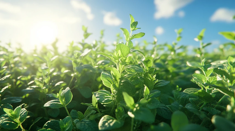 阳光下的有机奥勒冈草甸