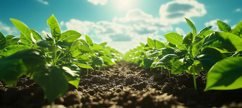 绿油油大豆苗在阳光下生长