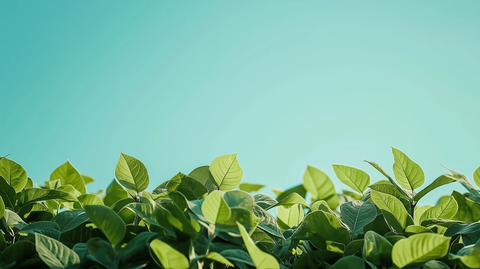 大豆种植叶子蓝天