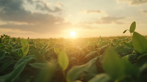 午后阳光下的豆田