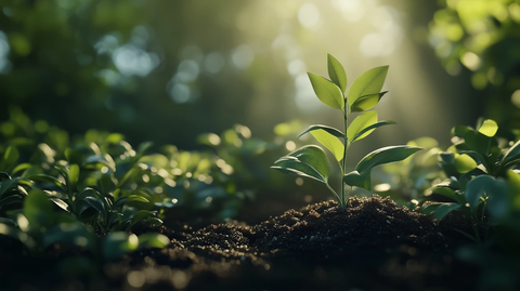 湿润土壤中的小绿植