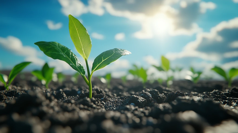 宽阔天空与新叶萌发