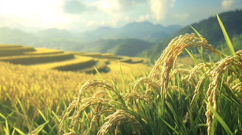 梯田稻谷丰收前景