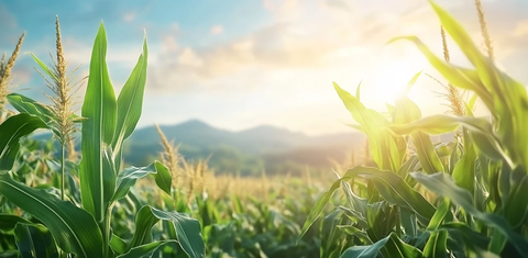 阳光玉米田绿叶远山