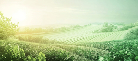 农田蔬菜绿色背景