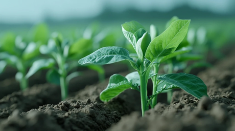 豆田行列自然光照