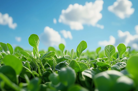 天空下的大地景观