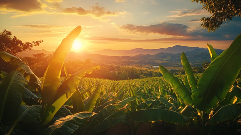 香蕉农场日落景观