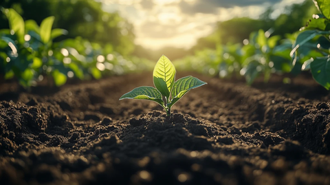 有机肥料土壤种植