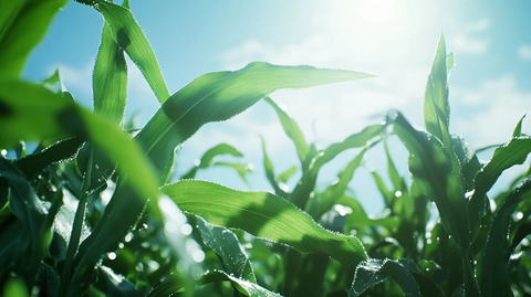 成熟玉米田露水清晨