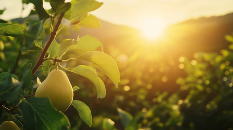 梨树田野夕阳余晖
