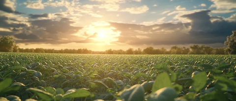 夕阳下的豆田景色