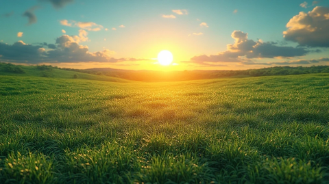 金色阳光照耀绿色草地