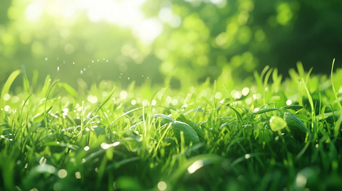 生机勃勃的草原