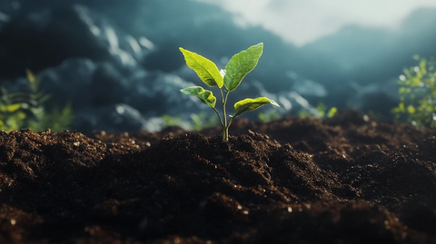 幼苗萌发土壤裂缝