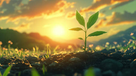 小绿芽阳光下生长