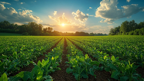 绿色农田对称构图