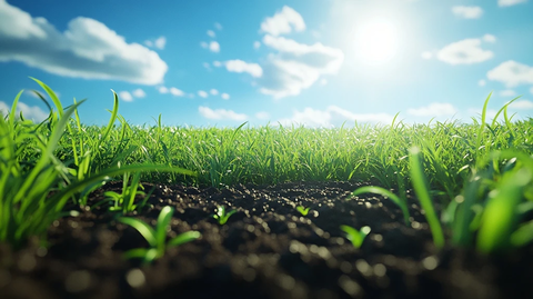 草地阳光投影细土石子