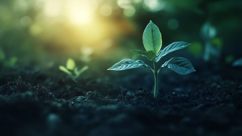 幼苗破土绿叶根系细节