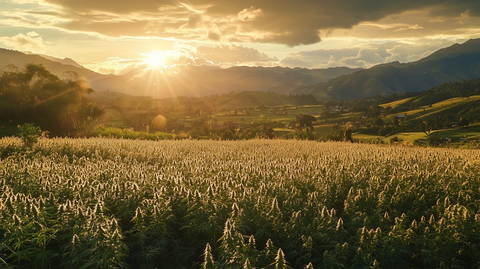 成熟大麻田待收获