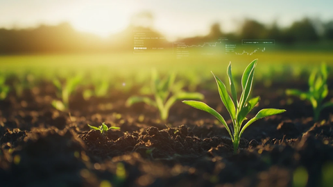 金色阳光下的绿野田间