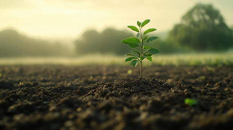 种子成长为绿树的时间
