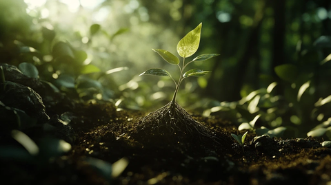 植物根系土壤阳光