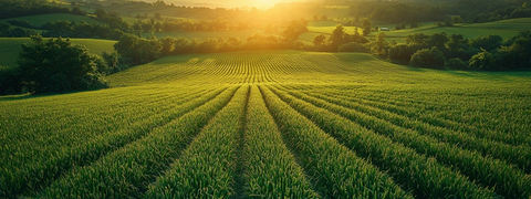 稻田收割季阳光映照