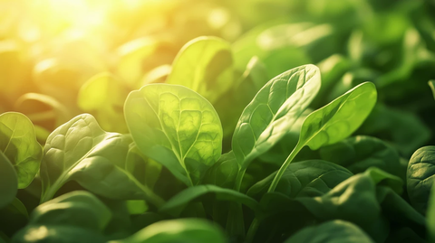 阳光下的菠菜田