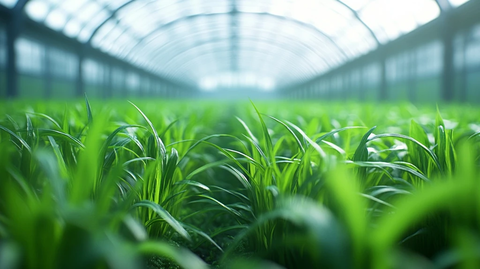 温室栽培草苗技术展示