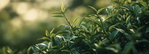 白茶毛尖近距离摄影