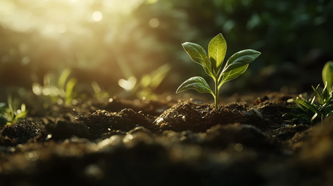 幼苗出土迎阳光