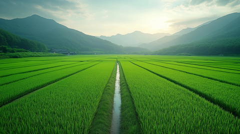 整齐稻田水波倒影