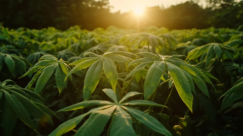 清晨阳光下的木薯田