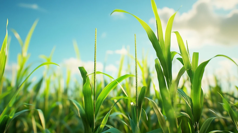 高耸甘蔗林与蓝天相映