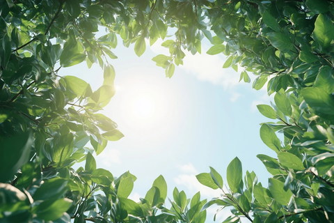 树冠下仰望阳光天空