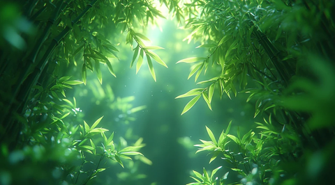 竹林阳光穿透雾气