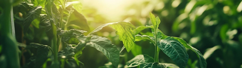 阳光下的绿色植物叶子