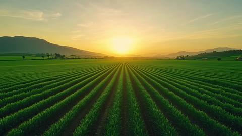 阳光照耀绿色农田
