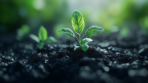 绿色植物从土壤中萌发