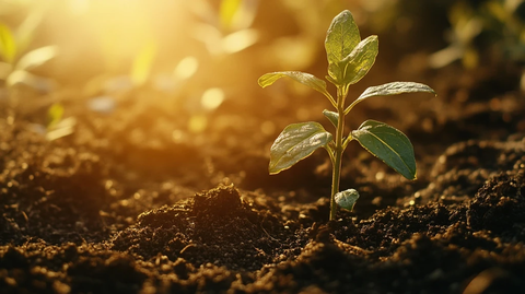 低角度拍摄的植物幼苗