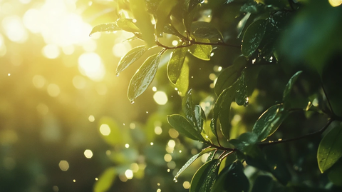 森林阳光绿叶湿润